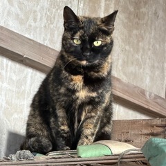 世界に一つだけの模様