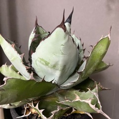 アガベチタノタブラックアンドブルーの画像