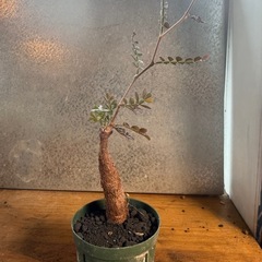 ペータマン様セットの画像