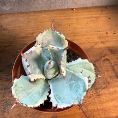 ペータマン様セットの画像