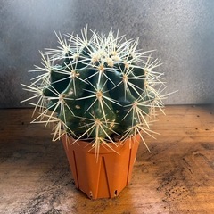 ペータマン様セットの画像