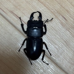本土ヒラタクワガタ　♂3匹　♀1匹の画像
