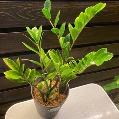 観葉植物🪴ザミオクルカス②🌱の画像