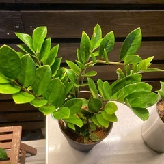 観葉植物🪴ザミオクルカス②🌱の画像