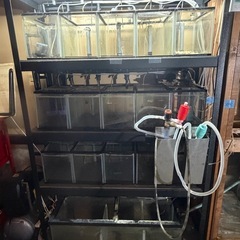 マンション水槽　水槽　オーバーフロー　多段水槽　濾過槽2個付き　プレコ　インペ　インペリアルゼブラプレコ　キンの画像