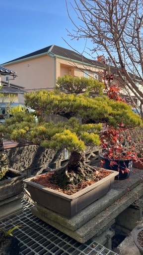 風格ある黒松盆栽 古木 樹形良好 大品クラス 鉢付2