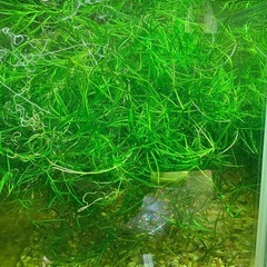 ナヤス スネール付着なし シュリンプ水槽におすすめの画像