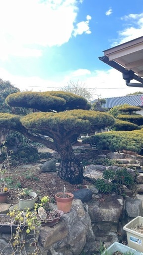 風格ある黒松盆栽 古木 樹形良好 大品クラス 鉢付3