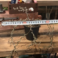 【希少】 デカリア・マダガスカリエンシス ジグザグの木  の画像