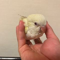 オキナインコ　クリームイノ　ベビー