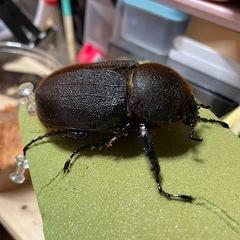 2月26日発送　ヘラクレスBULL血統通常タイプ　Dynastes hercules hercules ♀1頭の画像