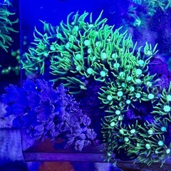 スターポリプとウミアザミセット品の画像