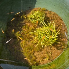 ミックスメダカの画像