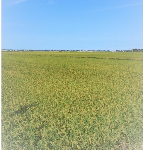 茨城県産　コシヒカリ　30kg