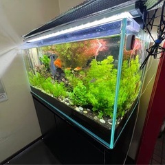 水草セットの画像