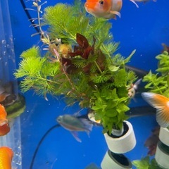 水草セットの画像