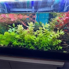 水草セットの画像