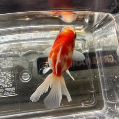 国産　愛好家産　桜オランダ獅子頭ローズテール②　当歳(明け二歳)　６〜７cmくらい　金魚　観賞魚 の画像