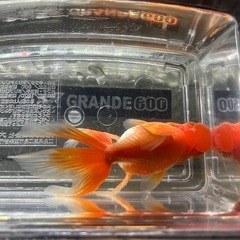 国産　静岡県産　更紗浜錦①　当歳(明け二歳)　１１〜１２cmくらい　金魚　観賞魚の画像