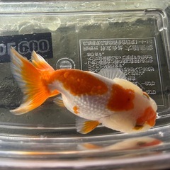国産　埼玉県産　更紗らんちゅう　三段模様　品評会出品魚　当歳(明け二歳)　９〜１０cmくらい　金魚　観賞魚  の画像