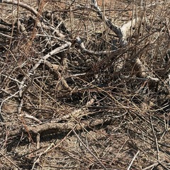 無料‼️伐採木　薪の画像