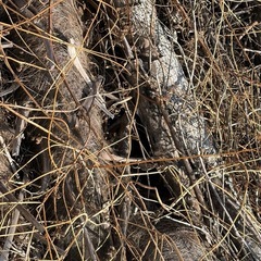 無料‼️伐採木　薪の画像