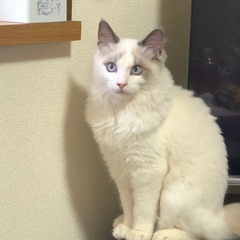 ラグドールの里親募集