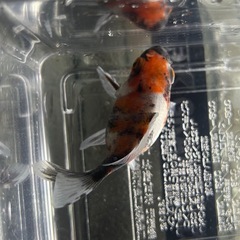 国産　愛好家産　キャリコ玉サバ　当歳(明け二歳)　４〜５cmくらい　金魚　観賞魚 の画像