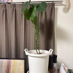 [決まりました]モンステラの画像