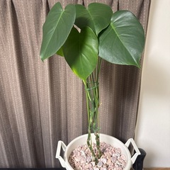 [決まりました]モンステラの画像