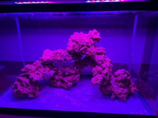 アク抜き中特価人工ライブロックセット (とら) 芦屋のその他の中古