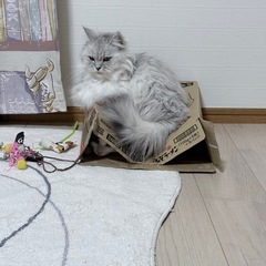 甘えん坊なスコティッシュフォールドとミヌエット 1歳半