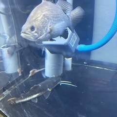 バラマンディーの画像