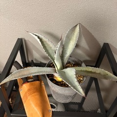 アガベ・フランゾシニーの画像
