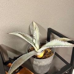 アガベ・フランゾシニーの画像