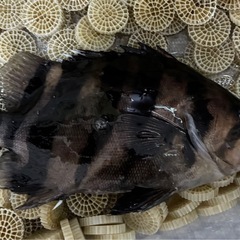 ダトニオプラスワン20センチの画像