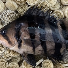 ダトニオプラスワン20センチの画像