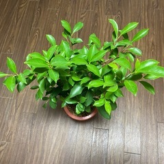 おしゃれ　人気　インテリア　観葉植物　ガジュマル　高さ80cmの画像