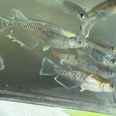 カブキブルー　メダカ　めだかの画像