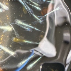 カブキブルー　メダカ　めだかの画像