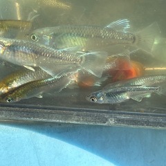 カブキブルー　メダカ　めだかの画像