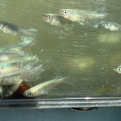 ミユキヒレナガ　メダカ　めだかの画像