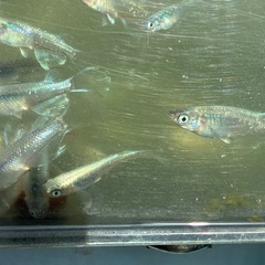 ミユキヒレナガ　メダカ　めだかの画像