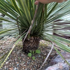 ユッカ　ロストラータの画像