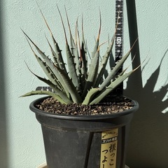 アガベ　ユタエンシスvar.ネバデンシス　ドライガーデンの画像