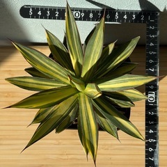 アガベ　バーントバーガンディ縞斑　レア　ドライガーデンの画像