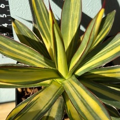 アガベ　バーントバーガンディ縞斑　レア　ドライガーデンの画像