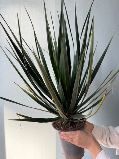 ドラセナ　シナバリ  極レア　実生育成株　検)ドライガーデン　観葉植物　珍奇植物