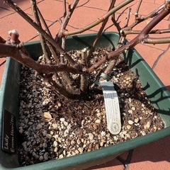 バラ鉢　レディエマハミルトン　イングリッシュローズ　の画像