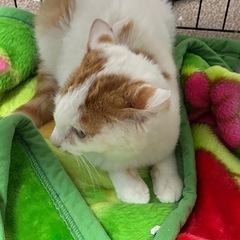 白茶のまめ太 - 猫